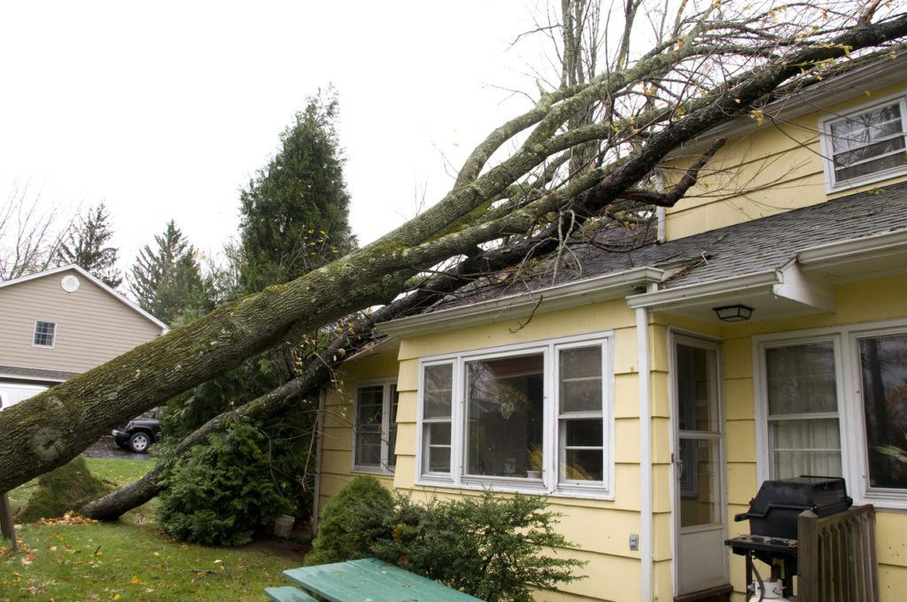 The Steps To Take When A Tree Falls On A House - Piedmont